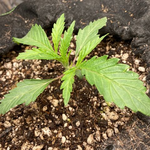 Pregnant Hooker growlog timeline photo