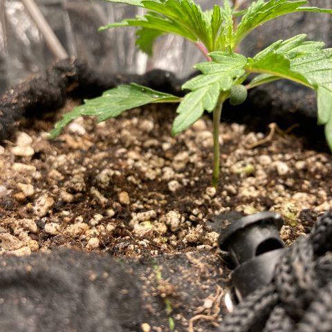 Pregnant Hooker growlog timeline photo