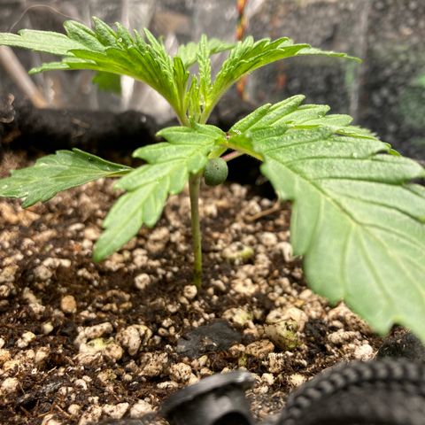 Pregnant Hooker growlog timeline photo