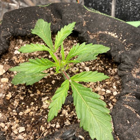 Pregnant Hooker growlog timeline photo