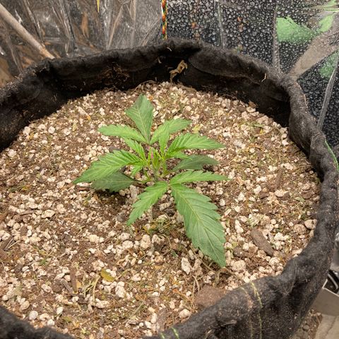 Pregnant Hooker growlog photo: Mouse attacked the soil. Larger pile of soil left so I know it is a mouse. Humane trap baited and in place.🤞🪴