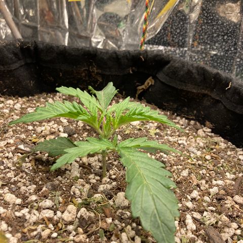 Pregnant Hooker growlog photo: Mouse attacked the soil. Larger pile of soil left so I know it is a mouse. Humane trap baited and in place.🤞🪴