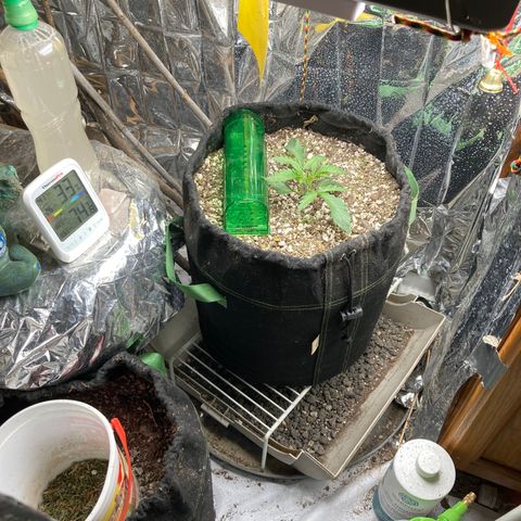 Pregnant Hooker growlog photo: Mouse attacked the soil. Larger pile of soil left so I know it is a mouse. Humane trap baited and in place.🤞🪴