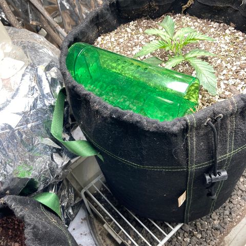 Pregnant Hooker growlog photo: Mouse attacked the soil. Larger pile of soil left so I know it is a mouse. Humane trap baited and in place.🤞🪴