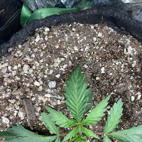 Pregnant Hooker growlog photo: I caught one mouse. Either it came back or there are more in the family! Here we go with the traps!