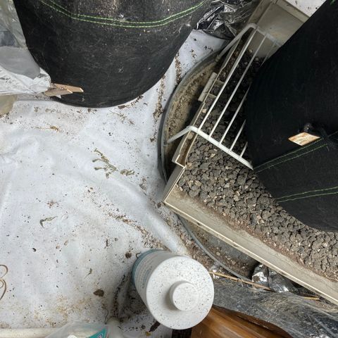 Pregnant Hooker growlog photo: I caught one mouse. Either it came back or there are more in the family! Here we go with the traps!