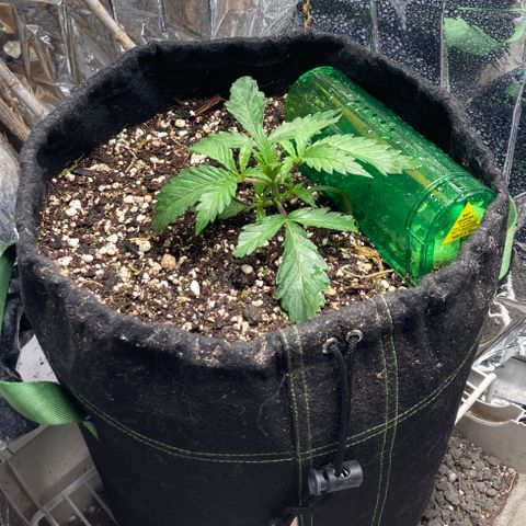 Pregnant Hooker growlog photo: I caught one mouse. Either it came back or there are more in the family! Here we go with the traps!