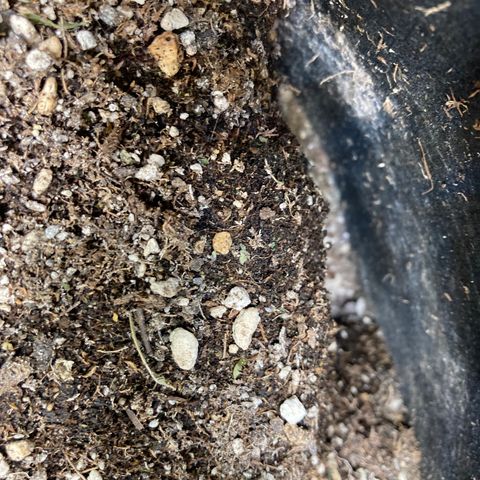 Pregnant Hooker growlog photo: I caught one mouse. Either it came back or there are more in the family! Here we go with the traps!