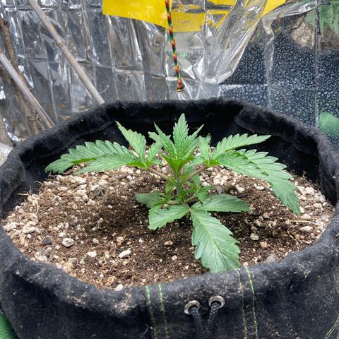 Pregnant Hooker growlog timeline photo