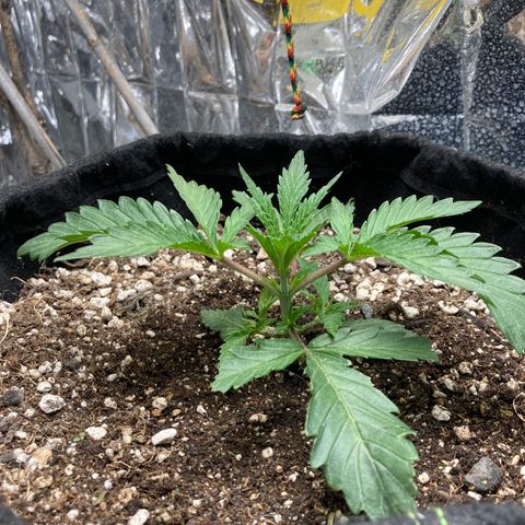 Pregnant Hooker growlog timeline photo