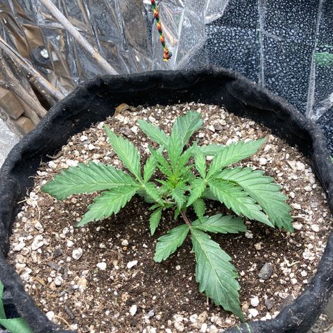 Pregnant Hooker growlog timeline photo