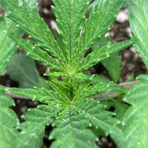 Pregnant Hooker growlog timeline photo
