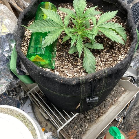 Pregnant Hooker growlog photo: No Mouse today after pluging the entrance to the house and flooding the plant with one gallon of water!