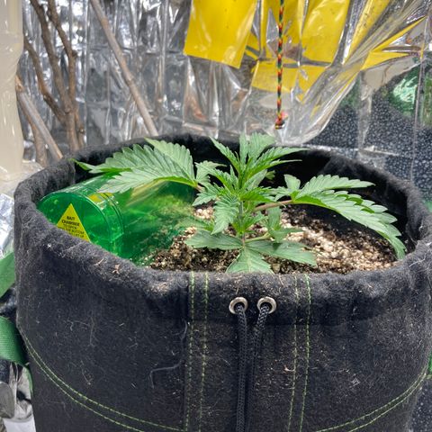 Pregnant Hooker growlog photo: No Mouse today after pluging the entrance to the house and flooding the plant with one gallon of water!