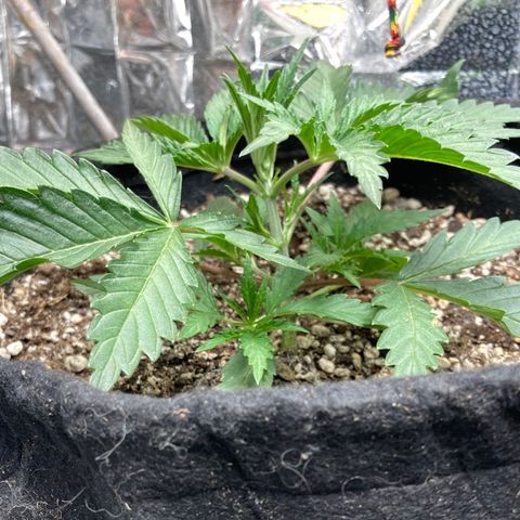 Pregnant Hooker growlog photo: Looking Great!