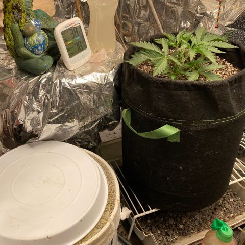 Pregnant Hooker growlog photo: Looking Great!