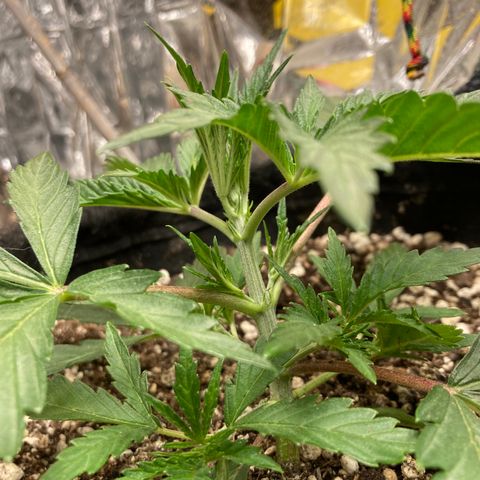 Pregnant Hooker growlog photo: Looking Great!