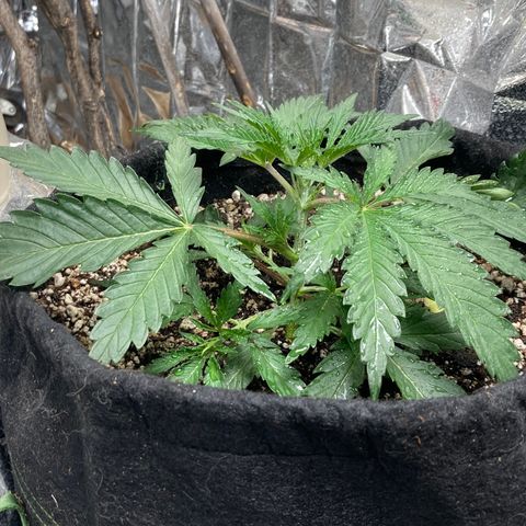 Pregnant Hooker growlog photo: Saw a dark mouse in the grow today. Set two traps. Brown on the floor. Much bigger mouse. Not a borrowing mouse. This is a field mouse. Almost black in color.