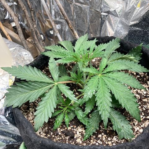 Pregnant Hooker growlog photo: Saw a dark mouse in the grow today. Set two traps. Brown on the floor. Much bigger mouse. Not a borrowing mouse. This is a field mouse. Almost black in color.