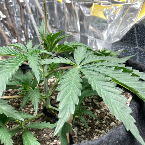 Pregnant Hooker growlog photo: Looking great!