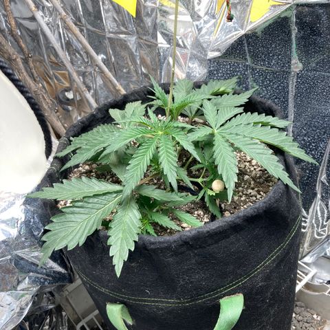 Pregnant Hooker growlog photo: Looking great!
