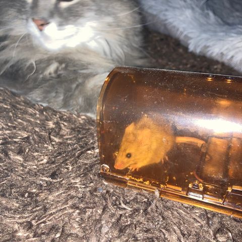 Pregnant Hooker growlog photo: Mouse was back! Plant was munched but not hurt. It was in the trap and will be removed. Holes are plugged so maybe it was stuck inside? One can always hope that is the case.