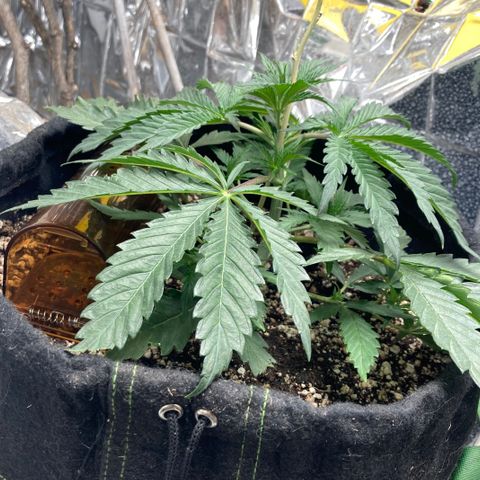 Pregnant Hooker growlog photo: Mouse was back! Plant was munched but not hurt. It was in the trap and will be removed. Holes are plugged so maybe it was stuck inside? One can always hope that is the case.