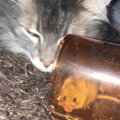 Pregnant Hooker growlog photo: Mouse was back! Plant was munched but not hurt. It was in the trap and will be removed. Holes are plugged so maybe it was stuck inside? One can always hope that is the case.