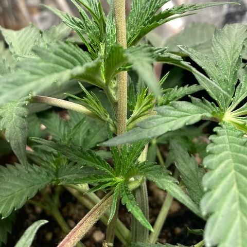 Pregnant Hooker growlog photo: Mouse was back! Plant was munched but not hurt. It was in the trap and will be removed. Holes are plugged so maybe it was stuck inside? One can always hope that is the case.