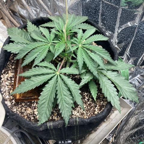 Pregnant Hooker growlog timeline photo