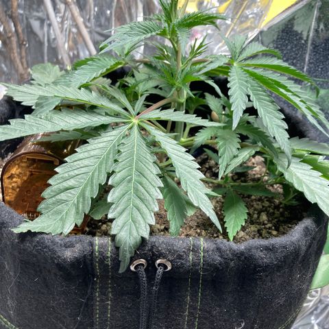 Pregnant Hooker growlog photo: No mouse! Placed bricks along the door base. Nothing can fit under the door now.