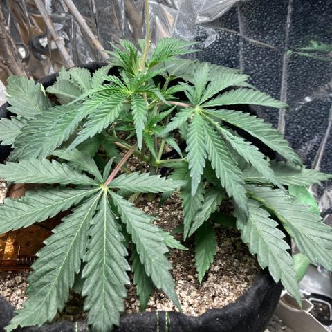 Pregnant Hooker growlog photo: No mouse! Placed bricks along the door base. Nothing can fit under the door now.