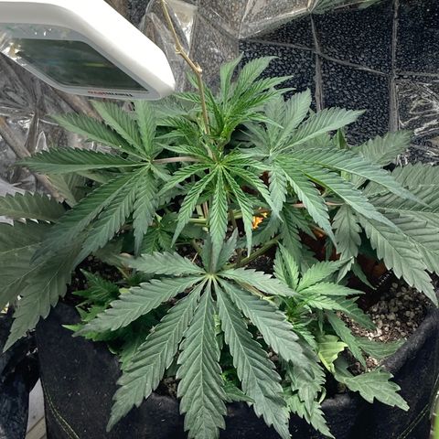 Pregnant Hooker growlog photo: No Mice.......