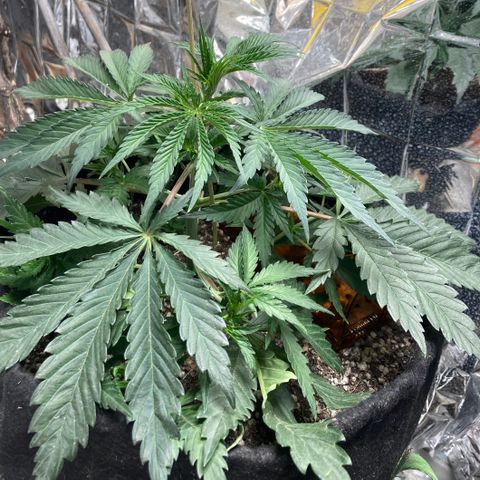 Pregnant Hooker growlog photo: No Mice.......