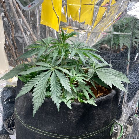 Pregnant Hooker growlog timeline photo