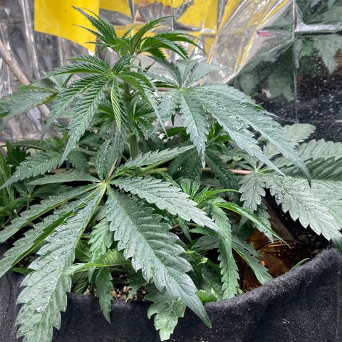 Pregnant Hooker growlog photo: Grew 2 inches. Topped at the 7th node this morning.