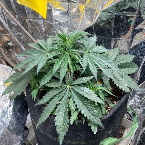 Pregnant Hooker growlog photo: Grew 2 inches. Topped at the 7th node this morning.