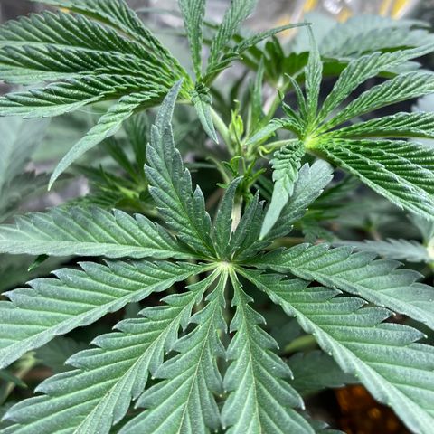 Pregnant Hooker growlog photo: plant growth 24 hours after topping and showing steel wool lined door frame.
