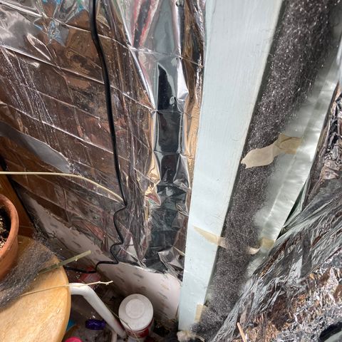 Pregnant Hooker growlog photo: plant growth 24 hours after topping and showing steel wool lined door frame.