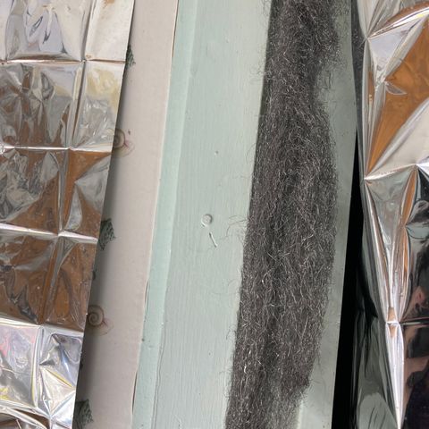 Pregnant Hooker growlog photo: plant growth 24 hours after topping and showing steel wool lined door frame.