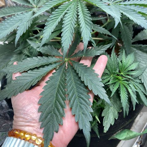 Pregnant Hooker growlog photo: plant growth 24 hours after topping and showing steel wool lined door frame.