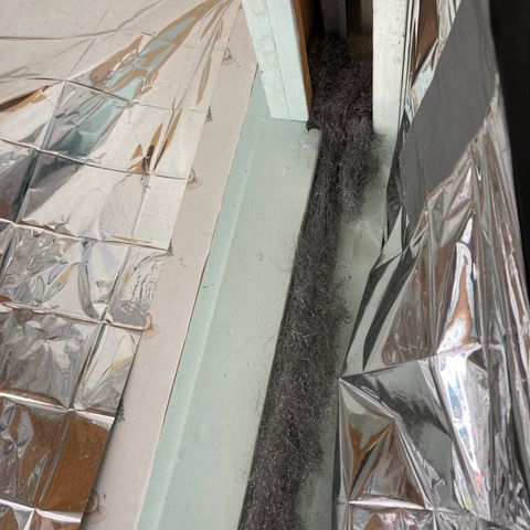 Pregnant Hooker growlog photo: plant growth 24 hours after topping and showing steel wool lined door frame.