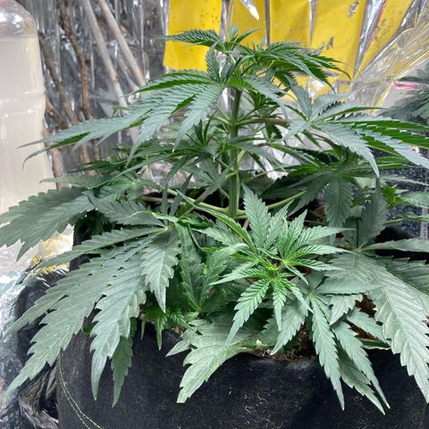 Pregnant Hooker growlog timeline photo