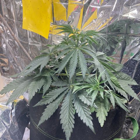 Pregnant Hooker growlog photo: Caught another mouse. Plant looks great! Going to need water soon!