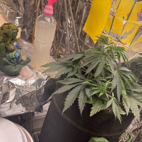 Pregnant Hooker growlog photo: Caught another mouse. Plant looks great! Going to need water soon!