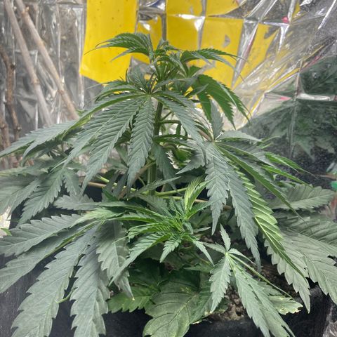 Pregnant Hooker growlog photo: Caught another mouse. Plant looks great! Going to need water soon!