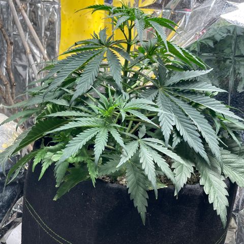 Pregnant Hooker growlog photo: Happy Hooker!!!!!!