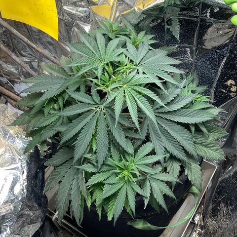 Pregnant Hooker growlog photo: Happy Hooker!!!!!!