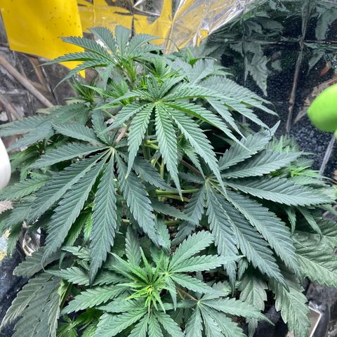 Pregnant Hooker growlog photo: Happy Hooker!!!!!!