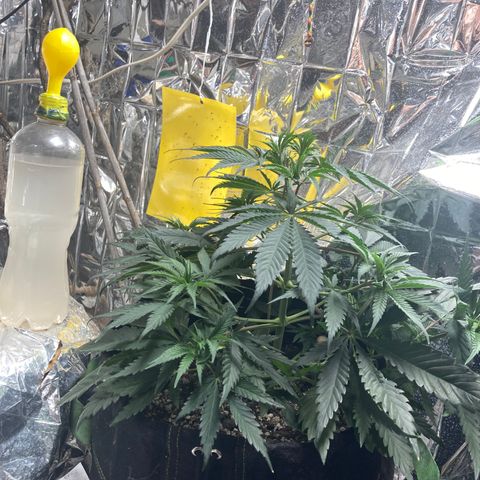 Pregnant Hooker growlog photo: Caught a baby Pocket mouse.
